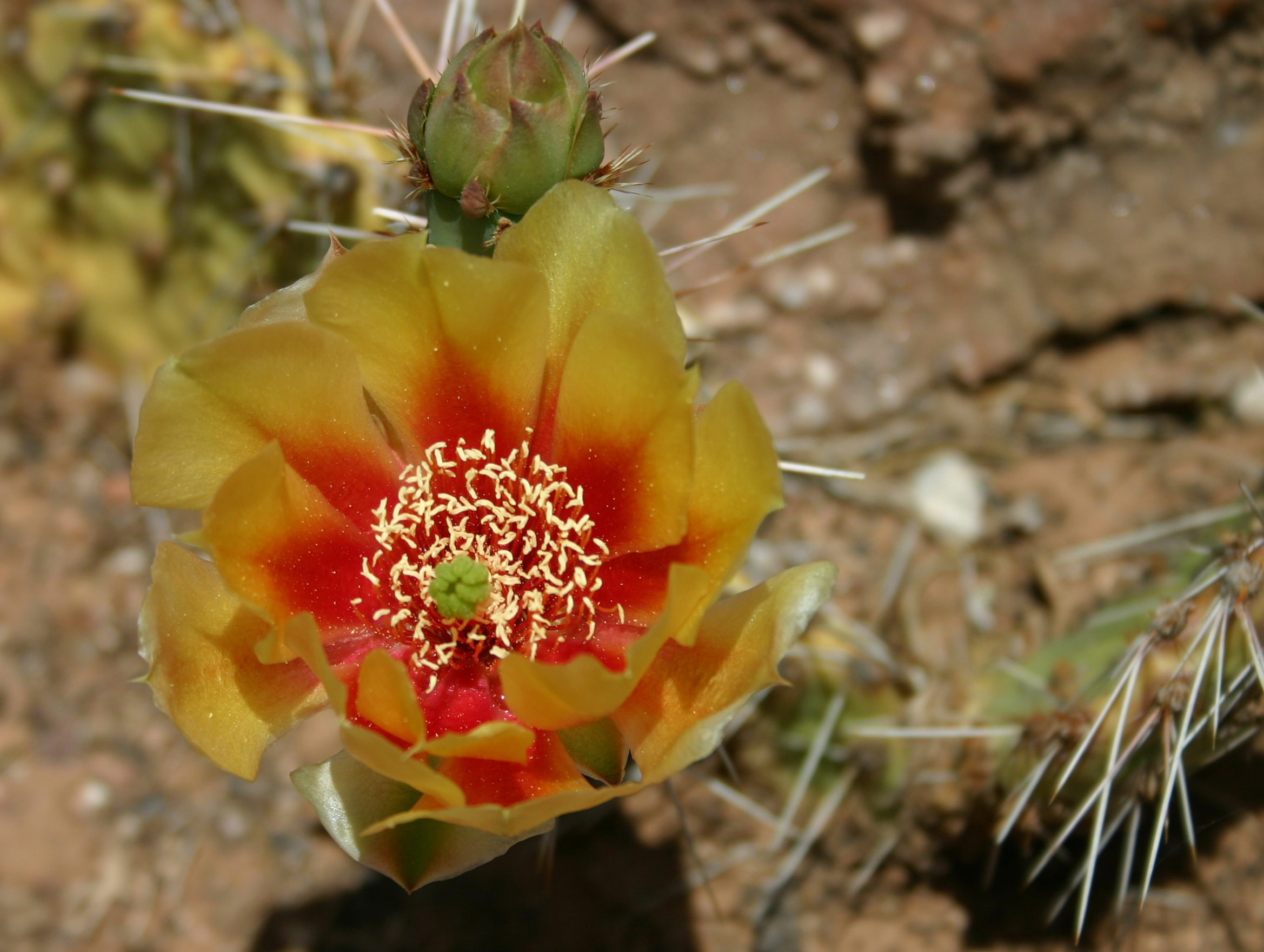 Flowers can be both beautiful and fierce. yellow cactus flower in grand canyon